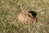 A pile of earth dug up by mole in green meadow