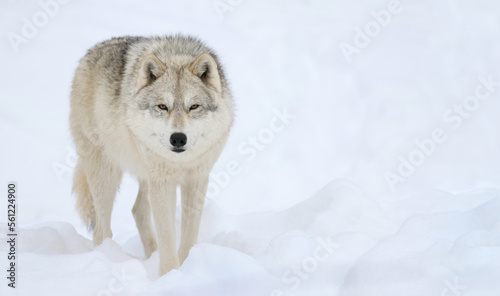 arctic wolf in snow during winter