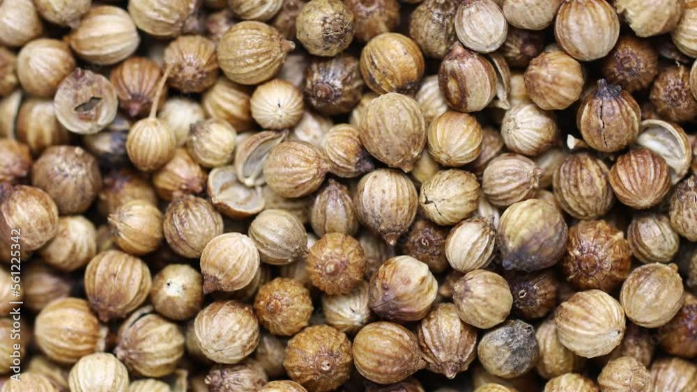 a large pile of dried coriander rotates in a circle. view from above a large pile of dried coriander rotates in a circle. view from above