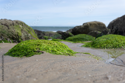 green moss on the beach