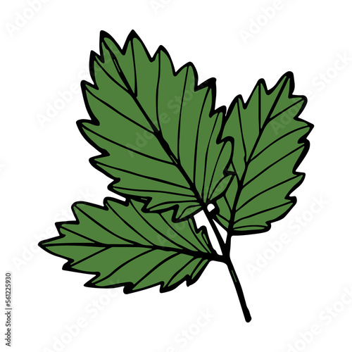 Vector strawberry leaf clipart. Hand drawn plant illustration. For print, web, design, decor, logo. © Daria Shane