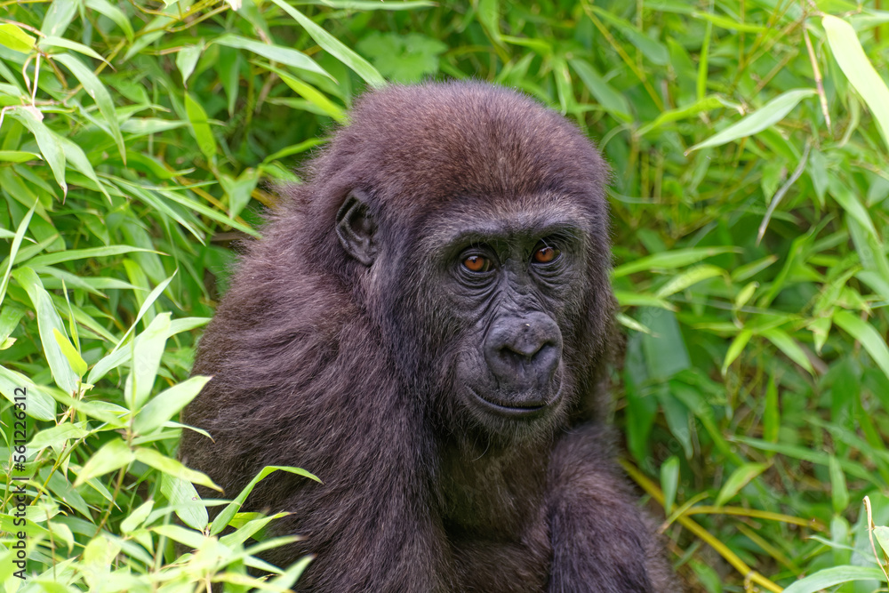 Gorilla Gorilla