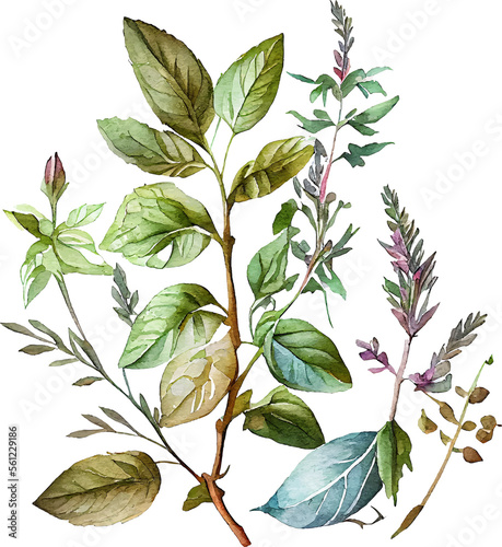 Green Watercolor Natural Plant Herb Set