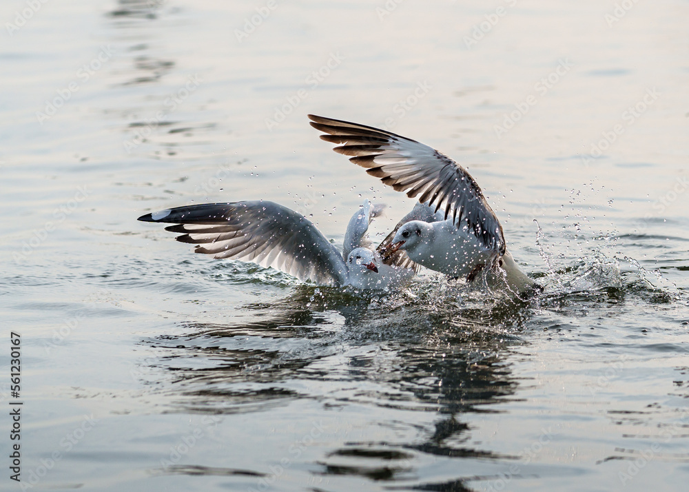 Wildlife, Larus Charadriiformes or White Seagull, two birds hunting on sea, It flaps its wings on surface of water and fighting with each other for food eating. Ornithology Bird in mangrove Thailand.