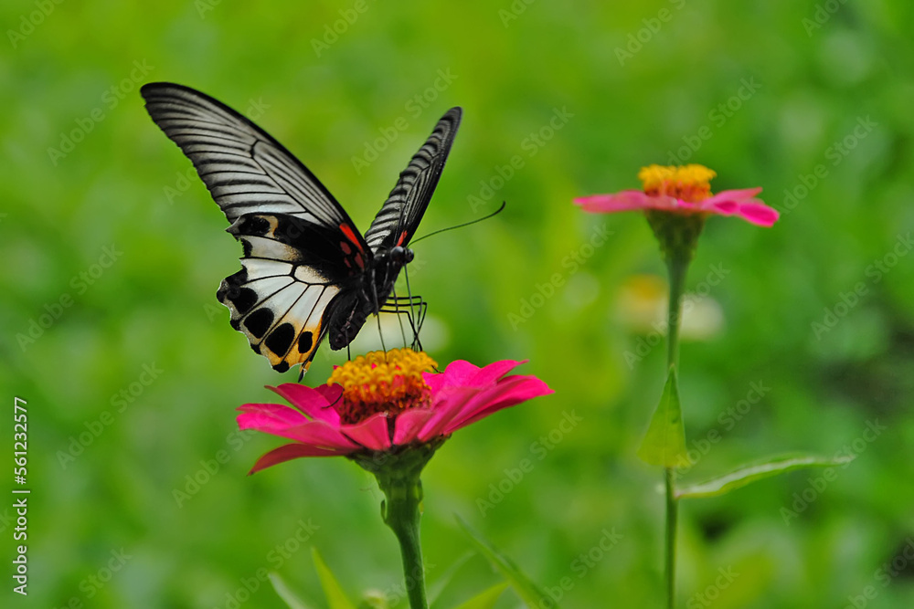 flower and butterfly