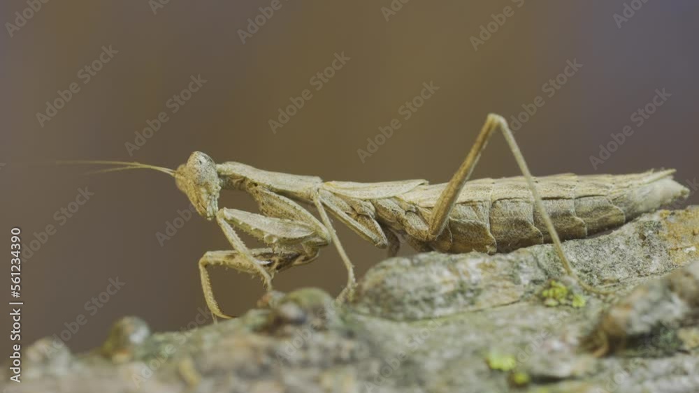 Close-up of female praying mantis frozen on tree branch masquerading against its background. Crimean praying mantis (Ameles heldreichi) Close-up of female praying mantis frozen on tree branch masquerading against its background. Crimean praying mantis (Ameles heldreichi)