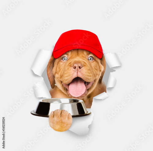 Hungry Mastiff puppy wearing red cap holds empty bowl and looks through the hole in white paper