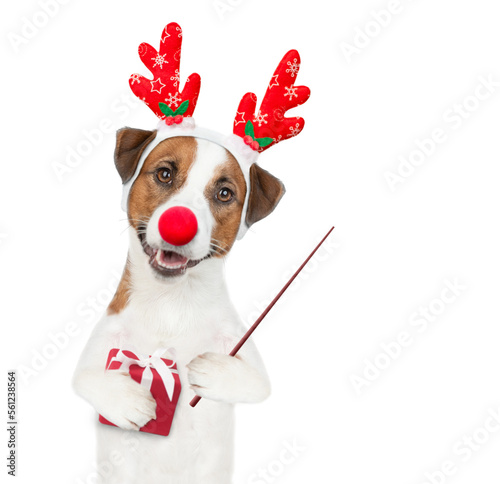 Jack russell terrier puppy wearing santa hat holds gift box and points away on empty space. isolated on white background © Ermolaev Alexandr