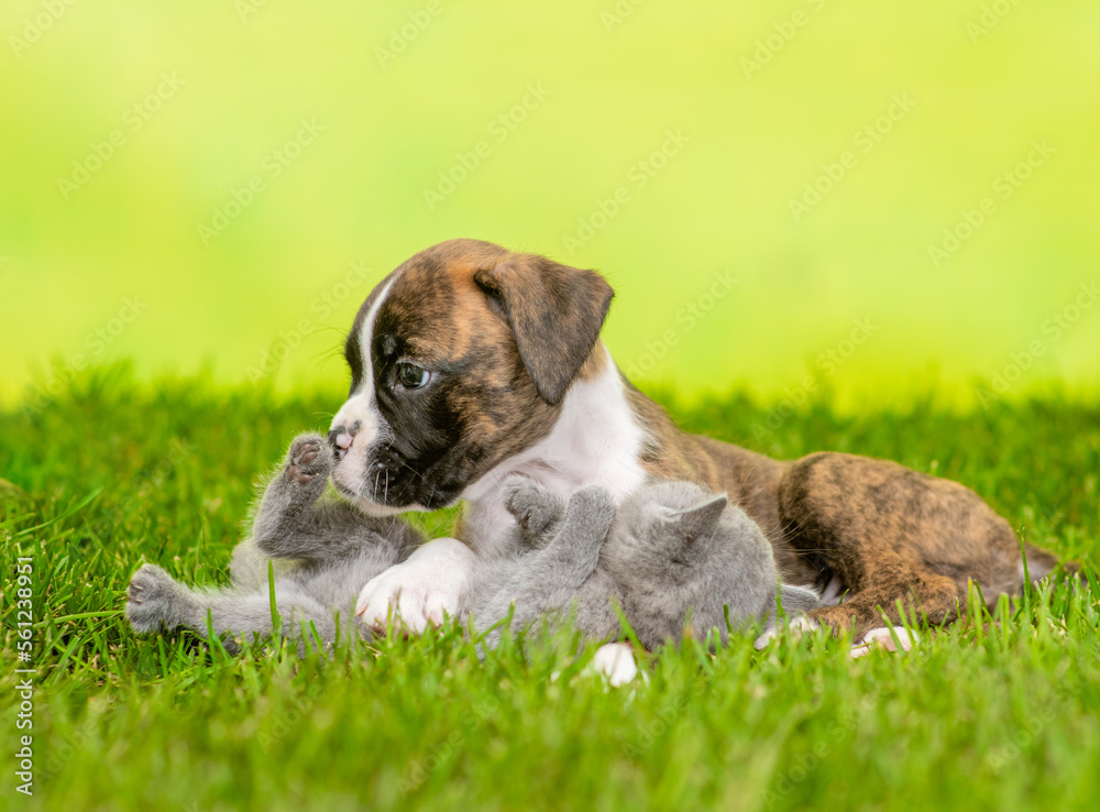 Fototapeta premium Friendly German boxer puppy plays with tiny kitten on green summer grass. Empty space for text