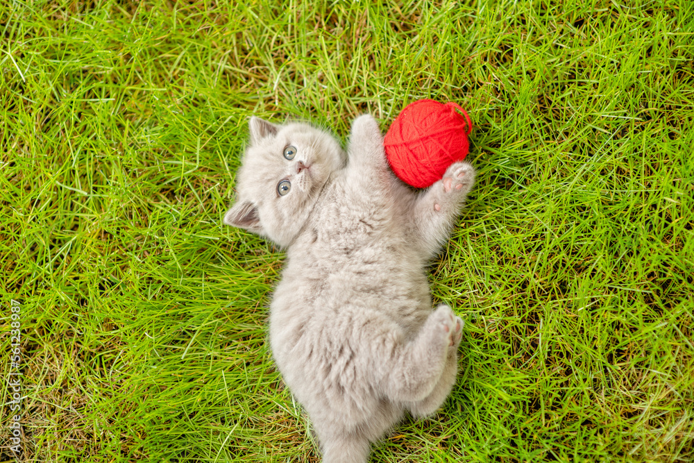 Obraz premium Playful kitten lying with red clew on summer green grass. Top down view
