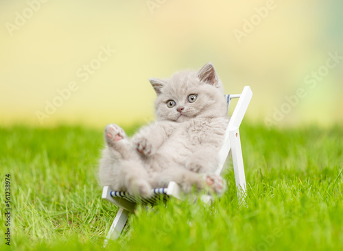 Fototapeta Naklejka Na Ścianę i Meble -  Relaxed cat enjoys relaxing in an armchair on the summer grass