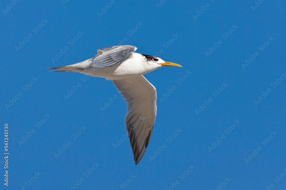 Grote Kuifstern, Great Crested Tern, Thalasseus bergii Grote Kuifstern, Great Crested Tern, Thalasseus bergii