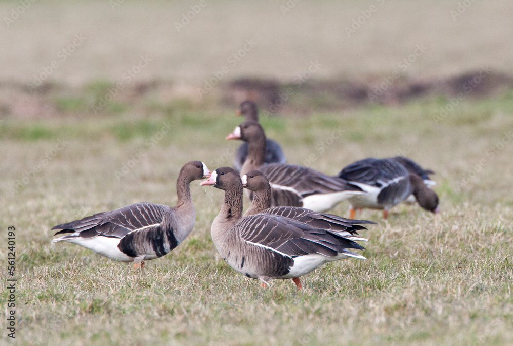 Kolgans, White-fronted Goose, Anser albifrons Kolgans, White-fronted Goose, Anser albifrons