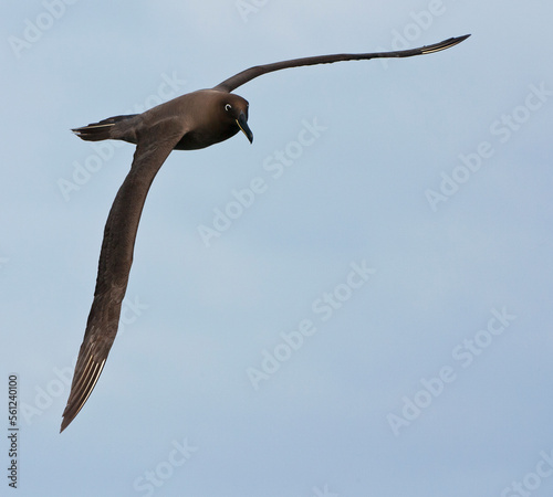 Zwarte Albatros, Sooty Albatros, Phoebetria fusca photo