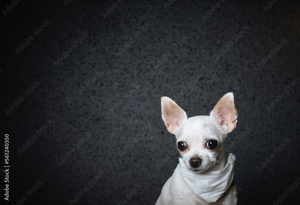 A small Chihuahua dog with a gauze bandage on his neck looks thoughtfully to the side