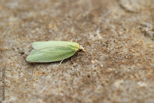 Closeup on the small green tortrix oak moth, Tortrix viridana Tortrix viridana sitting on a stone