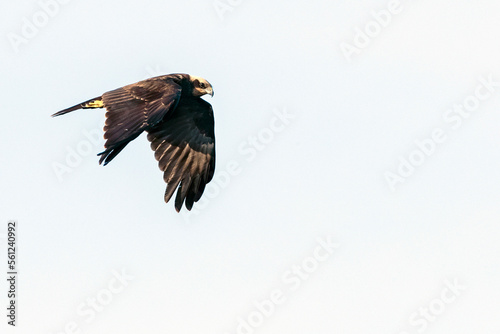 Bruine Kiekendief, Western Marsh Harrier, Circus aeruginosus photo