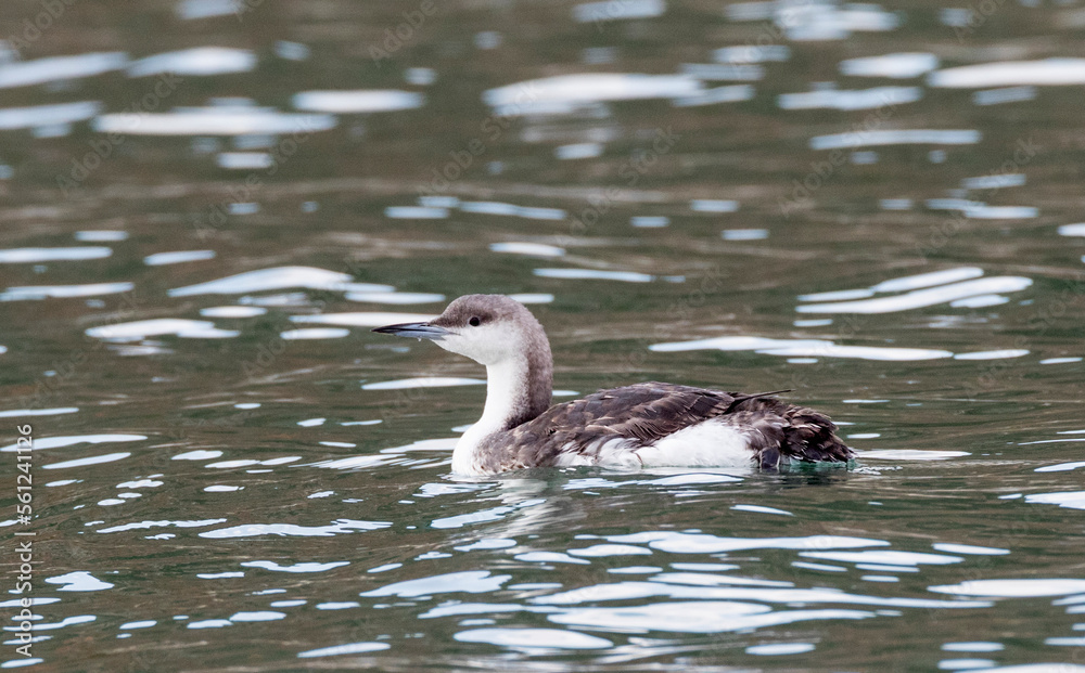 Parelduiker, Black-throated Loon, Gavia arctica Parelduiker, Black-throated Loon, Gavia arctica