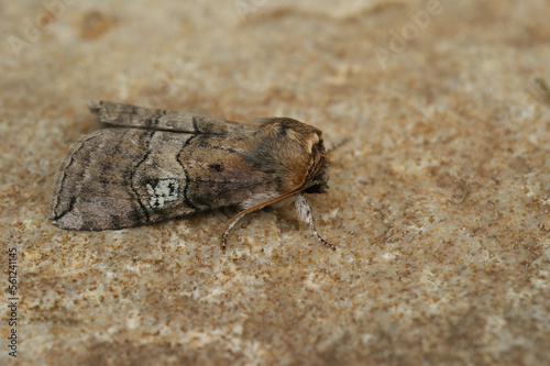Closeup on a hook-tip moth  Tethea occularis  sitting on a stone
