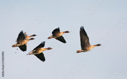 Kleine Rietgans, Pink-footed Goose, Anser brachyrhynchos