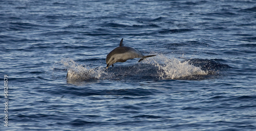 Pantropical Spotted Dolphin, Stenella attenuata photo