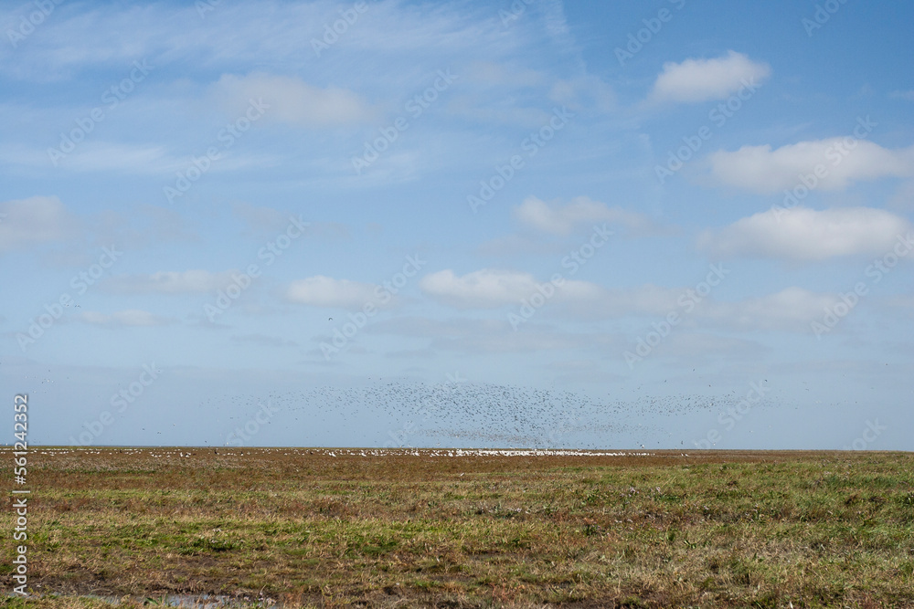 Opstijgende vogels in Westhoek, Birds taking off at Westhoek