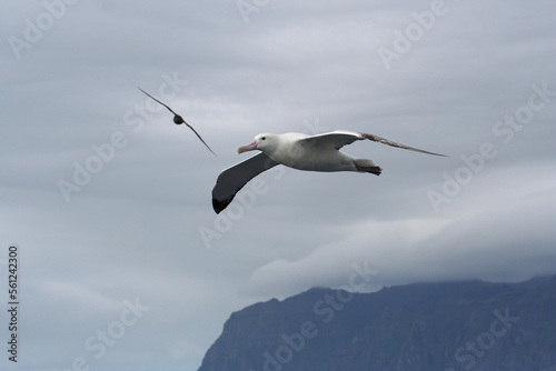 Tristanalbatros, Tristan Albatros, Diomedea dabbenena © Marc