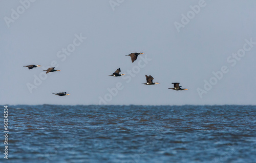 Aalscholver, Great Cormorant, Phalacrocorax carbo photo