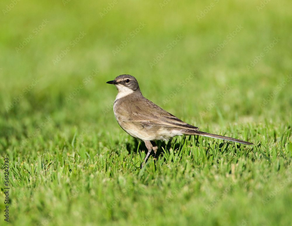 Kaapse Kwikstaart, Cape Wagtail, Motacilla capensis Kaapse Kwikstaart, Cape Wagtail, Motacilla capensis