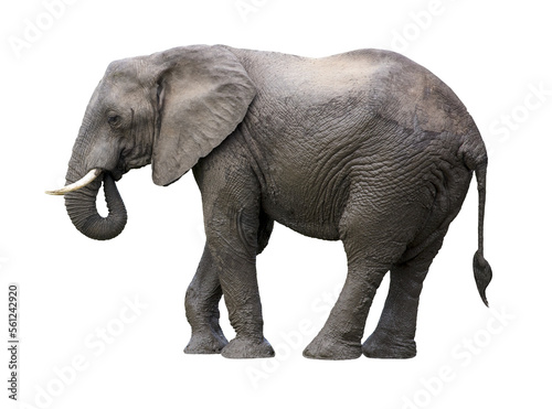 African elephant isolated on transparent background 