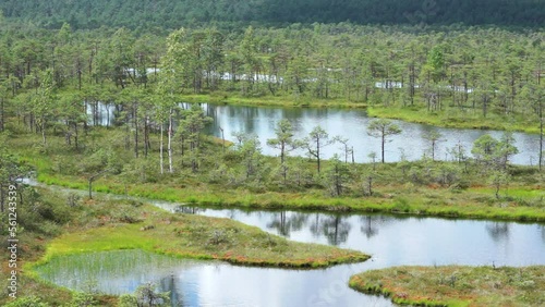 Sunset in the bog, golden marsh, lakes and nature environment. Sundown evening light in summer