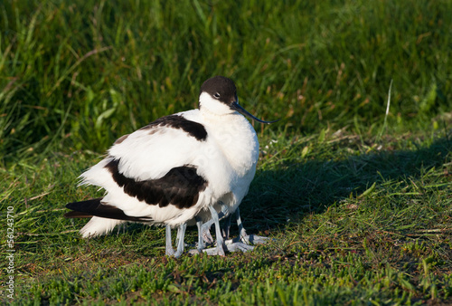 Kluut  Pied Avocet  Recurvirostra avosetta