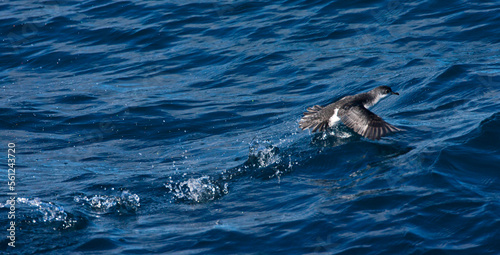 Subantarctische Kleine Pijlstormvogel, Subantarctic Little Shearwater, Puffinus elegans