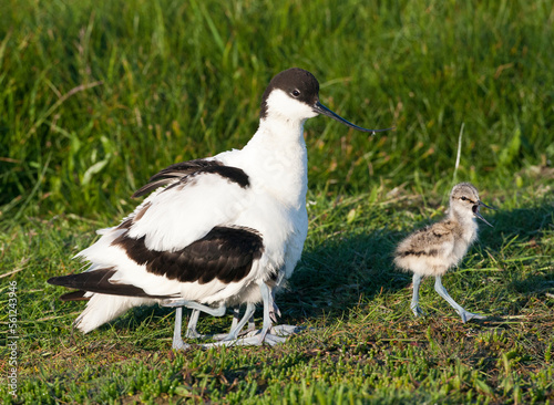 Kluut, Pied Avocet, Recurvirostra avosetta photo