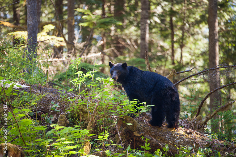 Wild Black bear (Ursus americanus) standing on fallen tree. Wild Black bear (Ursus americanus) standing on fallen tree.