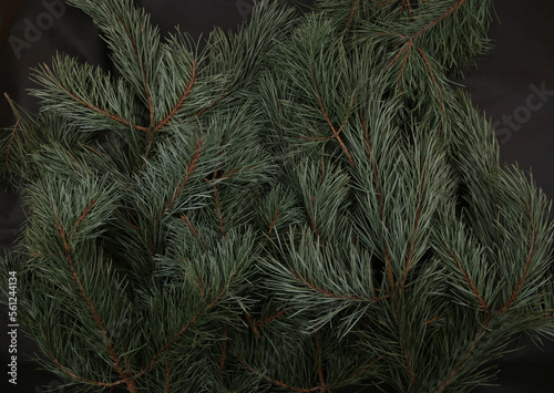 Pine branches background. Natural Pinus mugo  branches with  needles.