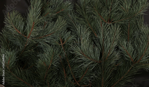 Pine branches background. Natural Pinus mugo  branches with  needles.