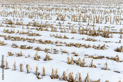 Many rows of stubble in snowy cornfield (maize field) in winter photo