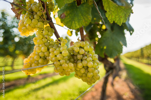 Wallpaper Mural White grapes in vineyard, Sakonnet, Rhode Island, USA Torontodigital.ca