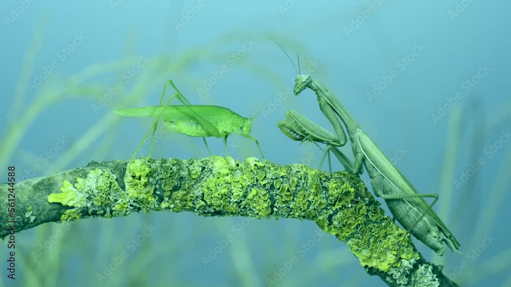 Green grasshopper approaches large female praying mantis along tree branch covered with lichen. and Transcaucasian tree mantis (Hierodula transcaucasica)