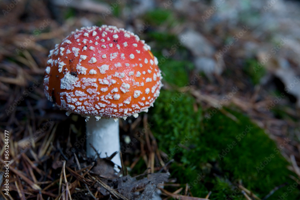 Redish orange mushroom beside pineneedles and moss. Redish orange mushroom beside pineneedles and moss.