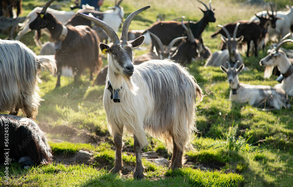 Obraz premium goats on the meadow