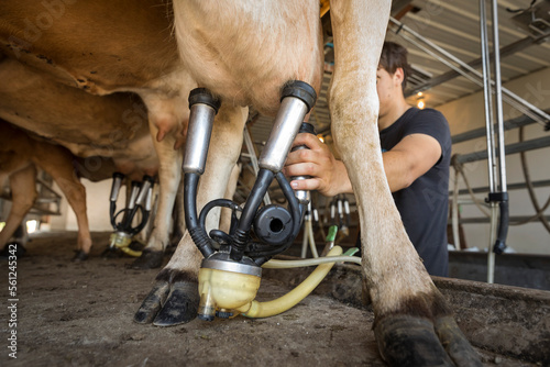 Man attaching milking machine to cow at dairy farm photo