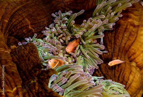 Close up of a trip of Pink anemonefish, (Amphiprion perideraion) , New Britain, Papua New Guinea photo