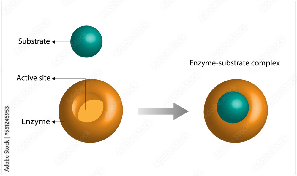 Vetor de Enzyme function. substrate, enzyme, enzymesubstrate complex. Enzymatic reaction. Key