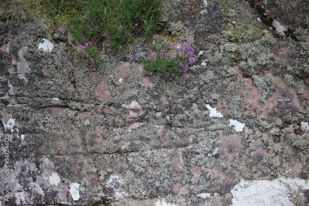 Fototapeta premium Lichens on rocks - Applecross Forest - Way to the coral beach near Culduie - Torridon and Gairloch - Highlands - Scotland - UK