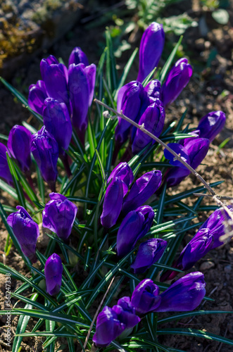 purple crocus buds in springtime