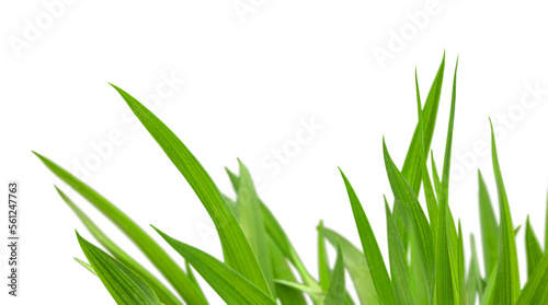 Fresh a gardening green grass