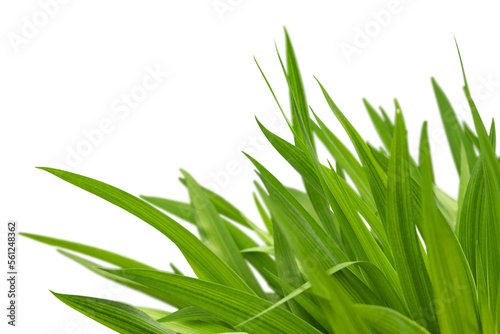 Fresh a gardening green grass