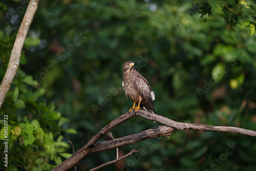 White Eyed Buzzard on a beautiful morning in Tadoba national park with green trees in background and sunlight hitting its wings